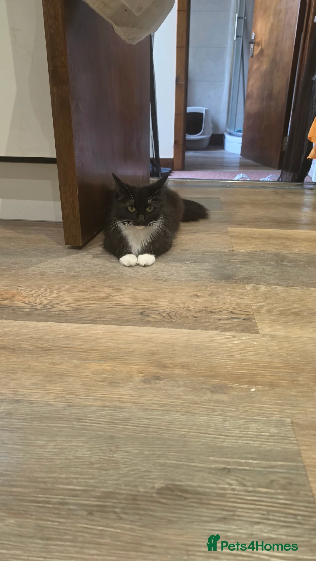 Mixed Breed cats for sale: Cute playful kittens are looking for a new home. - Advert 1