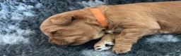 Australian Labradoodle dogs for sale: Australian Labradoodle Puppies for sale - Advert 36