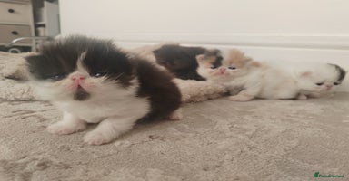 Persian cats in Romford - Advert 3