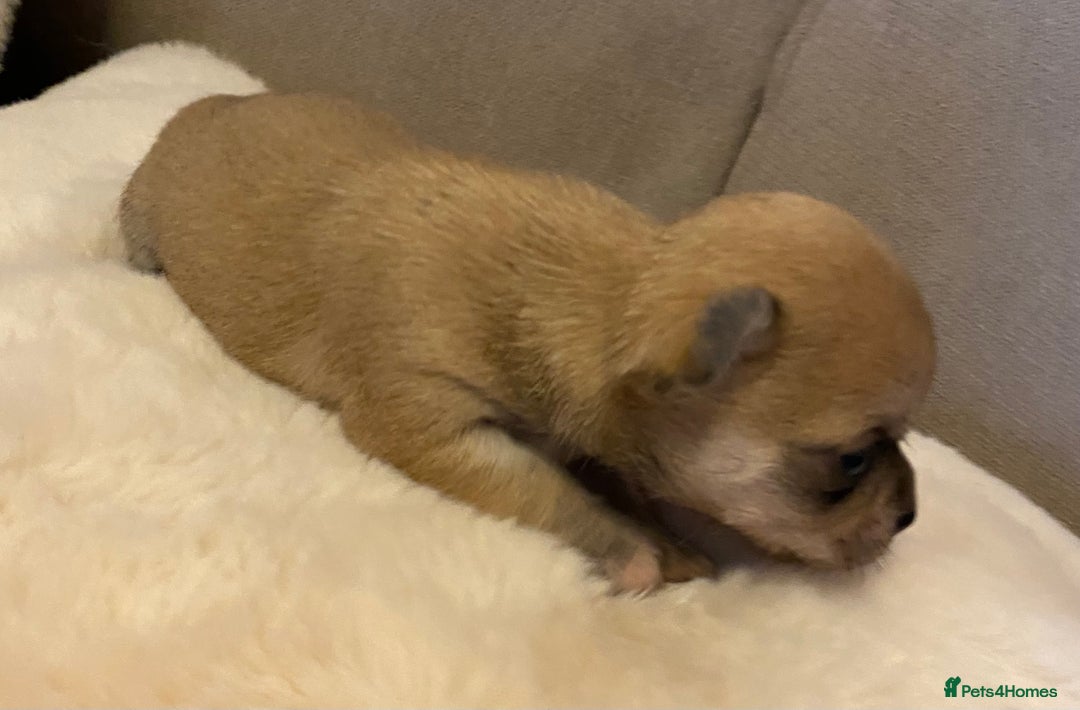 Chihuahua dogs for sale: Stunning Chihuahuas  - Advert 6