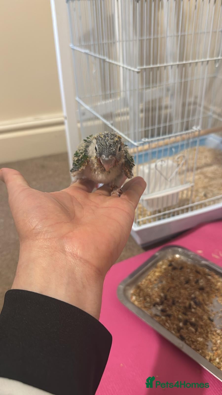 Borador dogs 2 baby conures £500 are £250 each Hand rared - Advert 2