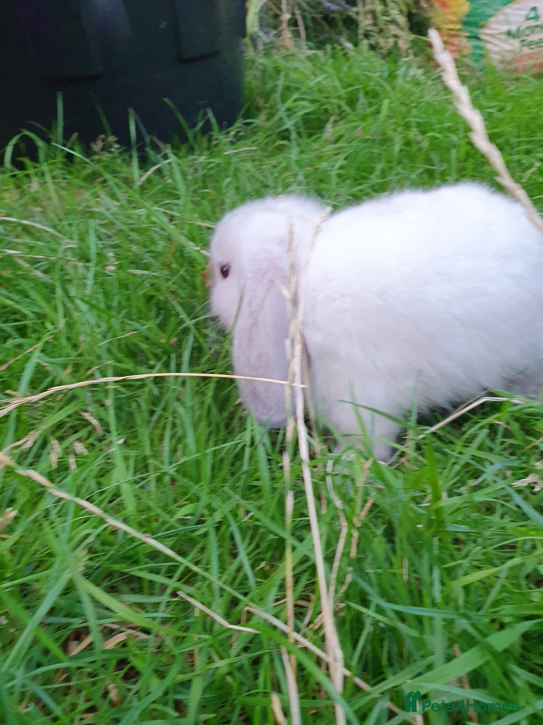Mini Lop rabbits for sale: Friendly baby mini lops - vacc with Yurvac RHD2 - Image 6