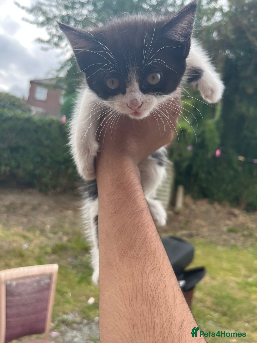Mixed Breed cats for sale: KITTENS 🌈🐱 - Image 2