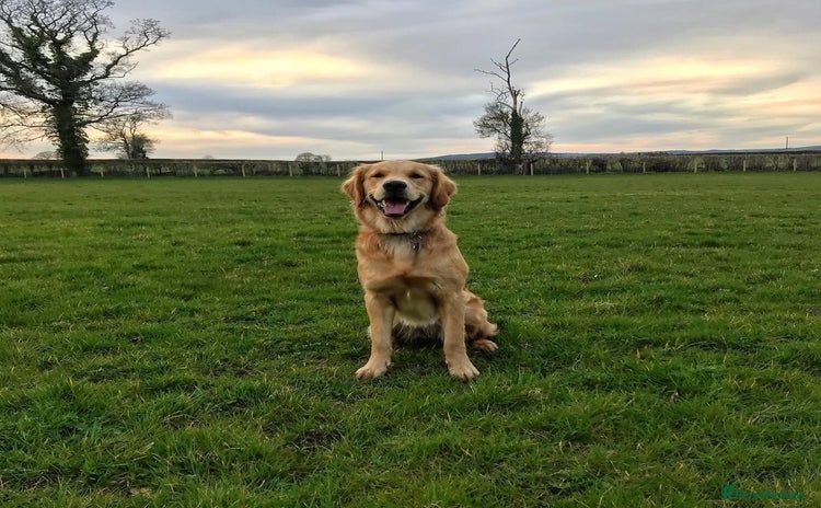 Golden Retriever dogs - Advert 1