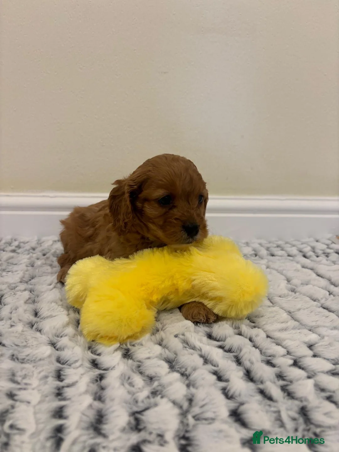 Cavapoo dogs for sale: Deep red cavapoos  - Advert 20
