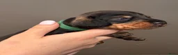 Dachshund dogs for sale: Smooth Dachshund × Wire-Haired Dachshund Puppies - Advert 5
