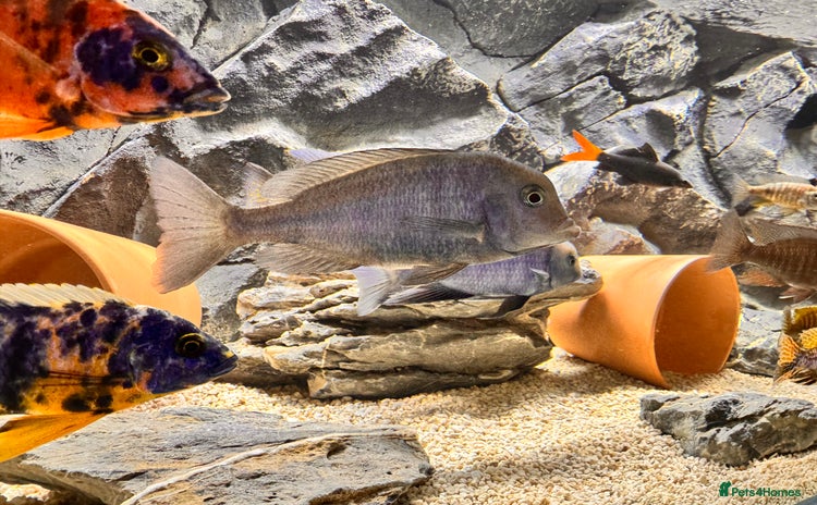 Cichlids fish - Advert 2