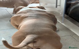 American Bully dogs for stud: American pocket bully  - Image 6