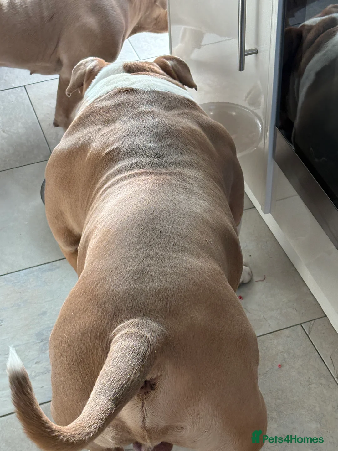 American Bully dogs for stud: American pocket bully  - Advert 6