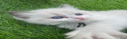 Ragdoll cats for sale: Gccf (champion) ragdoll kittens  - Advert 11