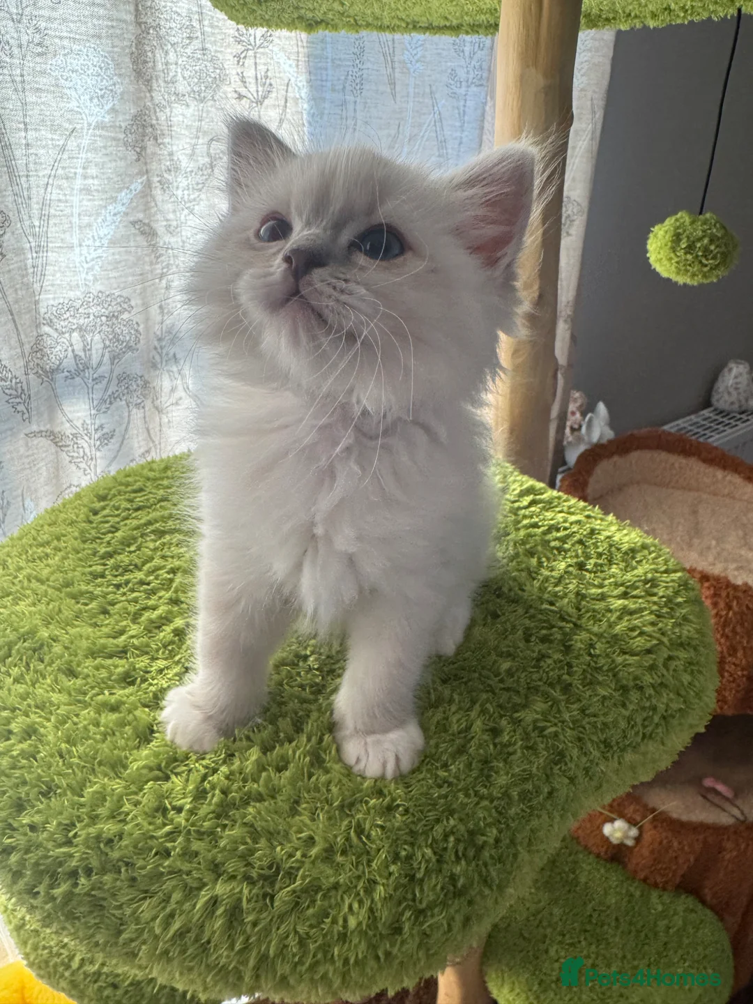 Ragdoll cats for sale: Stunning blue Tabby Mitted champion lines Boy  - Advert 2