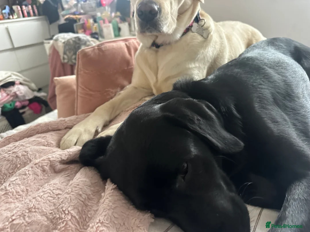 Goldador dogs for sale: Beautiful Goldador Pups  - Advert 18