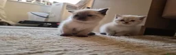 Mixed Breed cats for sale: Beautiful Kittens Ready for Their New Homes - Advert 4