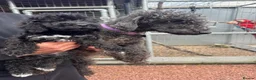 Bedlington Terrier dogs for sale: Superb KC Reg'd Bedlington Terrier in Stoke-on-Trent - Advert 1