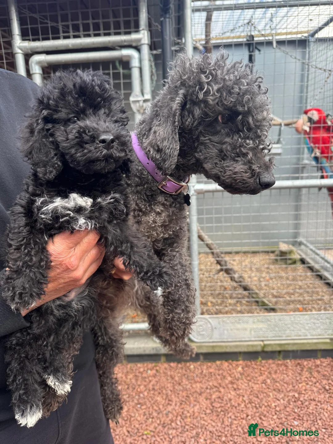 Bedlington Terrier dogs for sale: Superb KC Reg'd Bedlington Terrier in Stoke-on-Trent - Advert 1