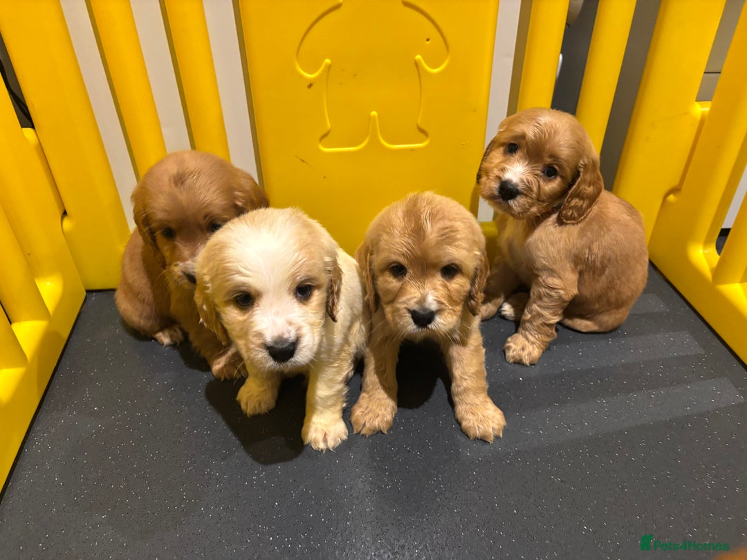 Cocker Spaniel dogs for sale: Cocker spaniel puppys READY SOON - Image 6