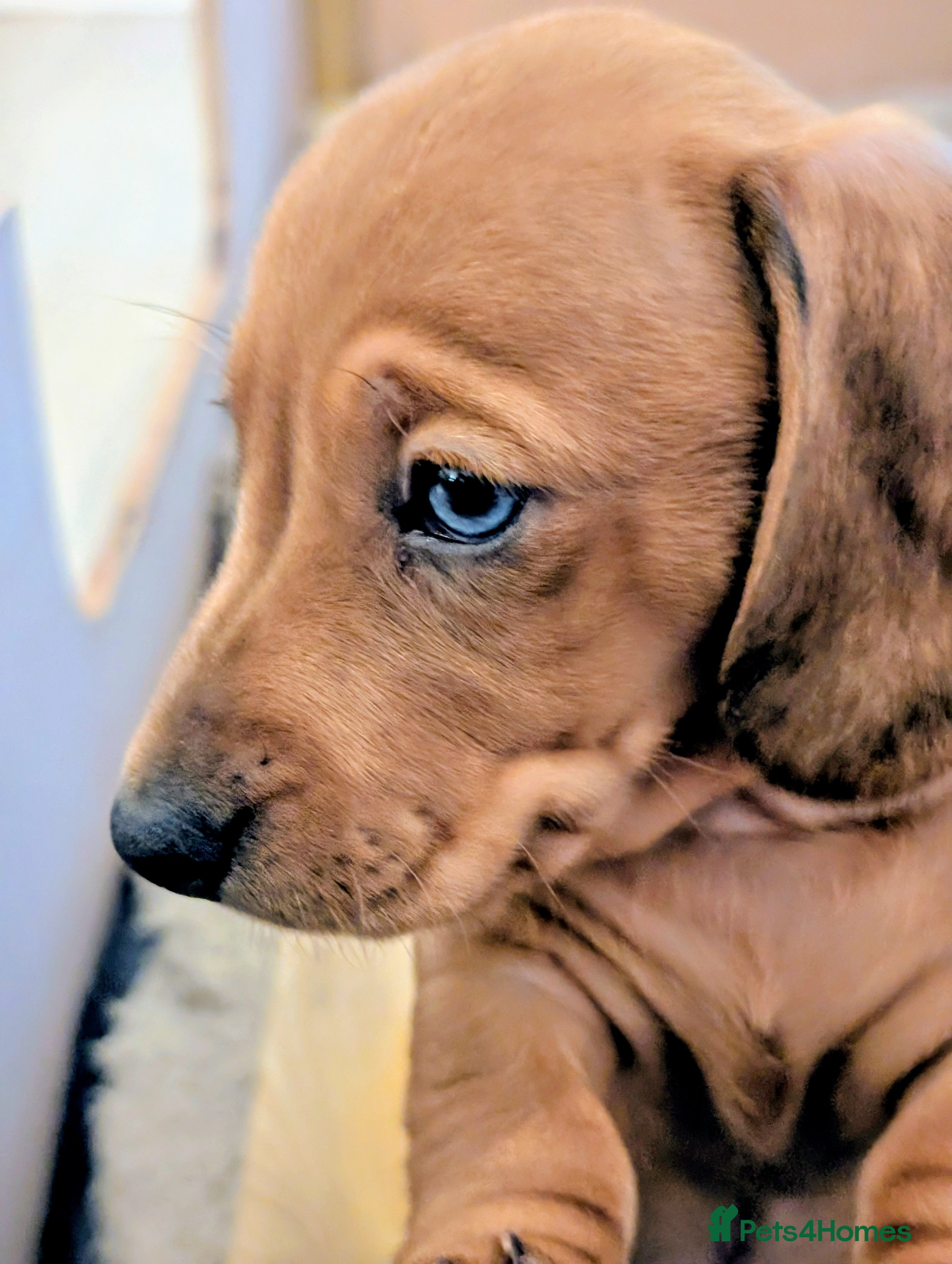 Miniature Dachshund dogs Beautiful pups  - Advert 1