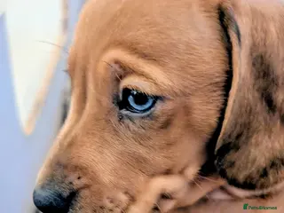 Miniature Dachshund dogs Beautiful pups - Advert 1