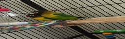 Lovebirds birds for sale: Proven pair of masked love birds.  - Advert 1