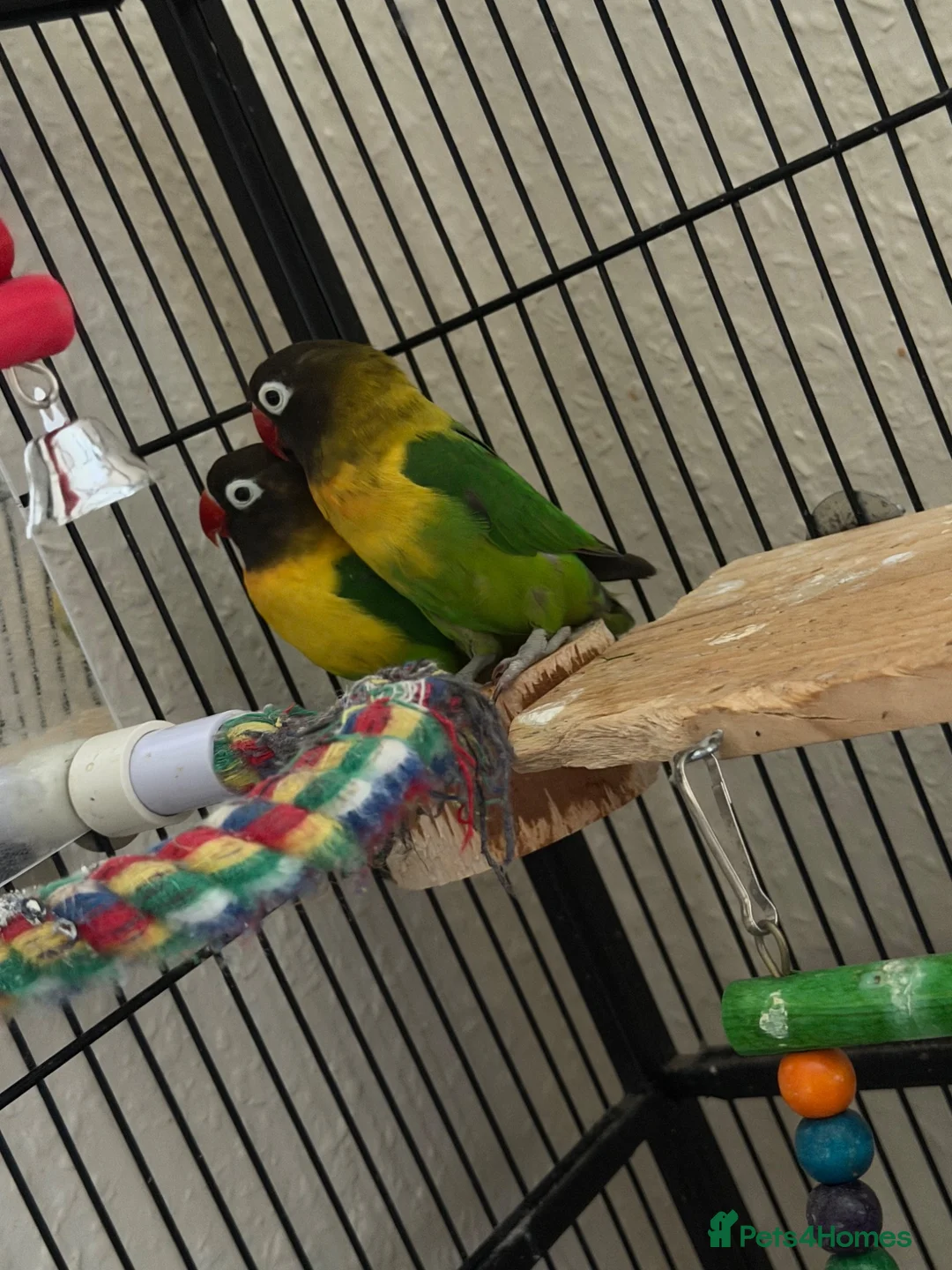 Lovebirds birds for sale: Proven pair of masked love birds.  - Advert 1