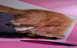 Persian cats for sale: 2 X RED, WHITE MALE PURE PERSIAN KITTENS  - Image 6