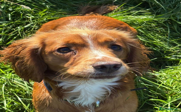 Cocker Spaniel dogs - Advert 1