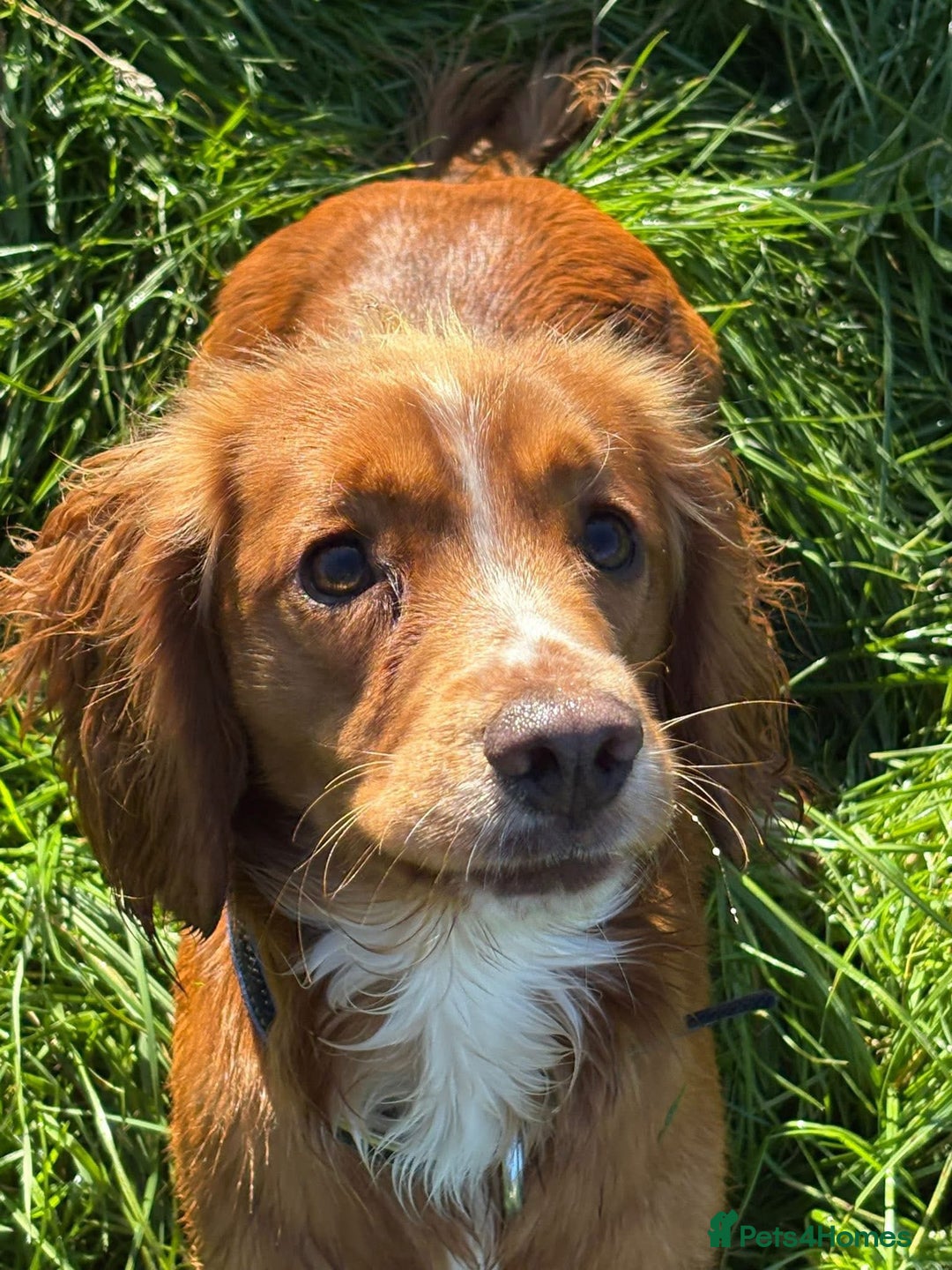 Cocker Spaniel dogs for stud: Working Cocker Spaniel FOR STUD ONLY - Image 1