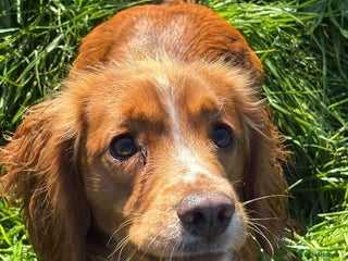 Cocker Spaniel dogs - Advert 15