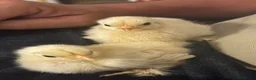 Chickens poultry for sale: Pekin bantams  in Deal - Advert 3