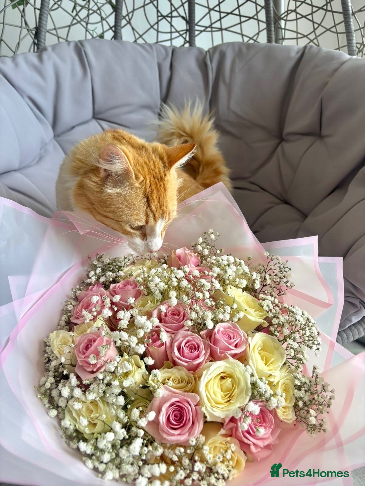 Mixed Breed cats Simba <3 - Advert 3