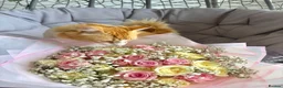 Mixed Breed cats for sale: Simba <3 in Coventry - Advert 1