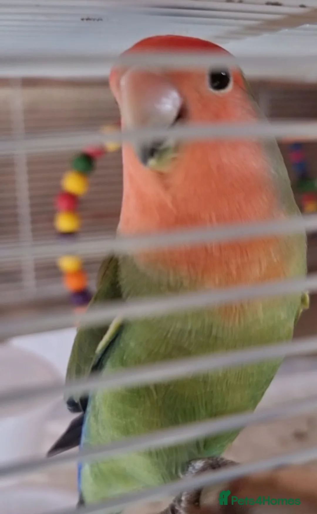 Lovebirds birds for sale: Lovebirds  - Advert 3