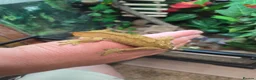 Gecko reptiles for sale: Crested gecko exo terra pro in Burton-on-Trent - Advert 2