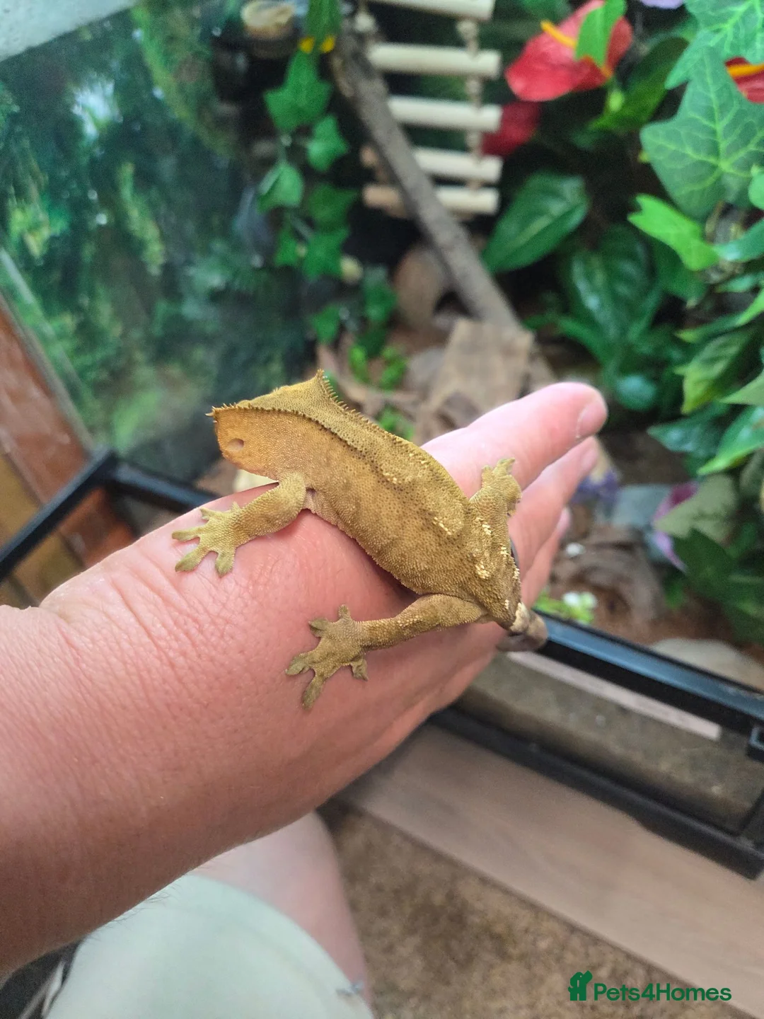Gecko reptiles for sale: Crested gecko exo terra pro in Burton-on-Trent - Advert 2