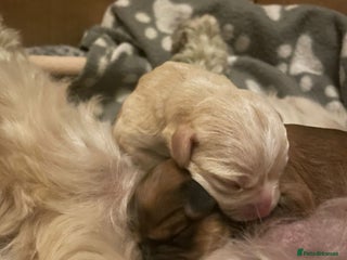 Mixed Breed dogs Cavachon x Chihuahua / healthy pups - Advert 11