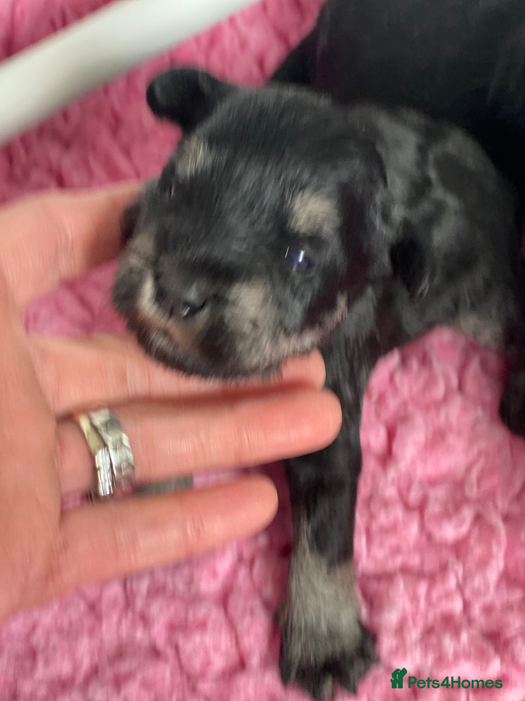 Miniature Schnauzer dogs for sale: 5*MINIATURE SCHNAUZER PUPPIES - Image 5