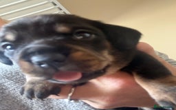 Mixed Breed dogs for sale: French bulldog x daschund - Image 21