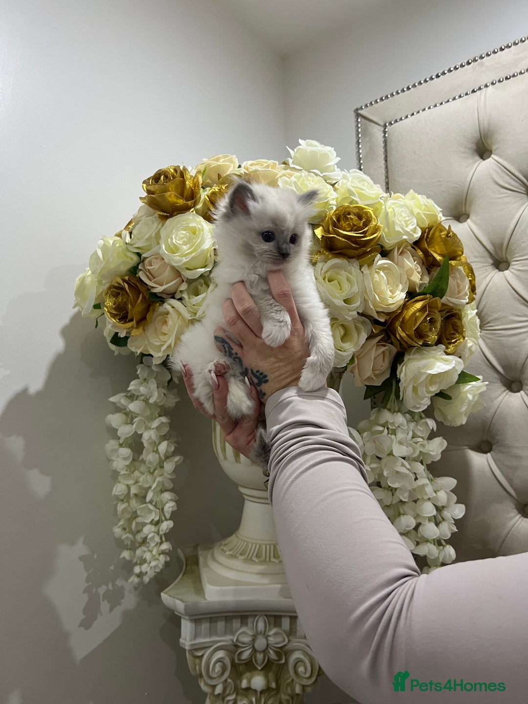 Ragdoll cats for sale: Gccf ragdoll kittens imperial grand champion lines - Advert 9