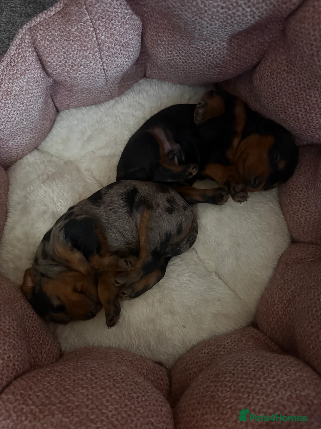 Doxiepoo dogs for sale: ✨ Beautiful Doxiepoo Puppies dapple 🐾🤎🖤 in Leicester - Advert 2