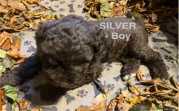 Lagotto Romagnolo dogs for sale: Stunning Litter of Pedigree Lagotto Romagnolo Pups - Image 34