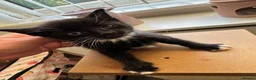 Mixed Breed cats for sale: Black and white kitten ready for its forever home - Advert 3