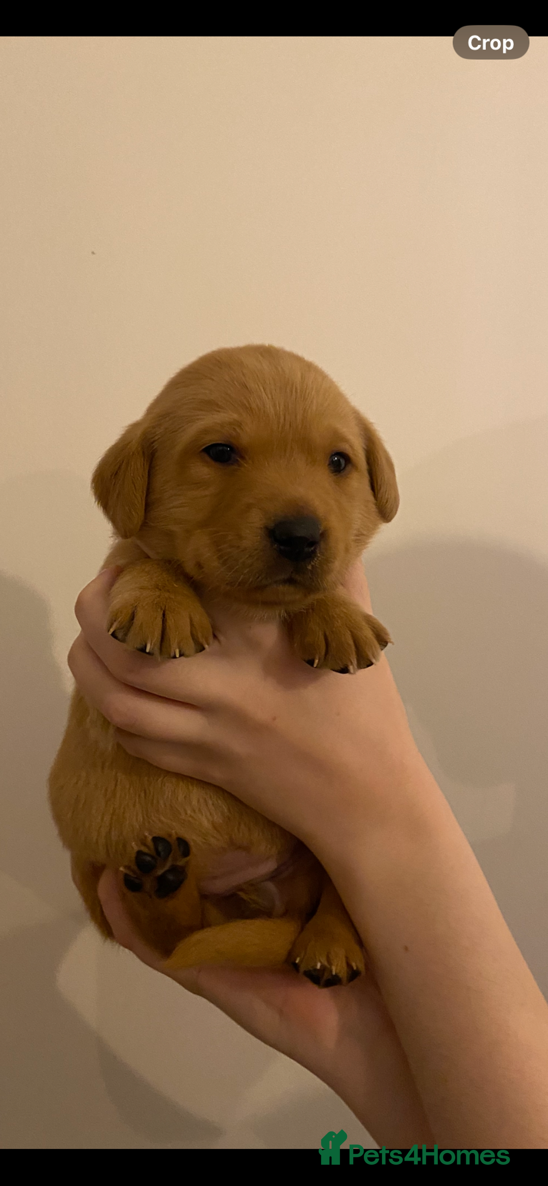 Labrador Retriever dogs for sale: Beautiful Fox Red Labrador KC Reg Puppies  - Advert 12