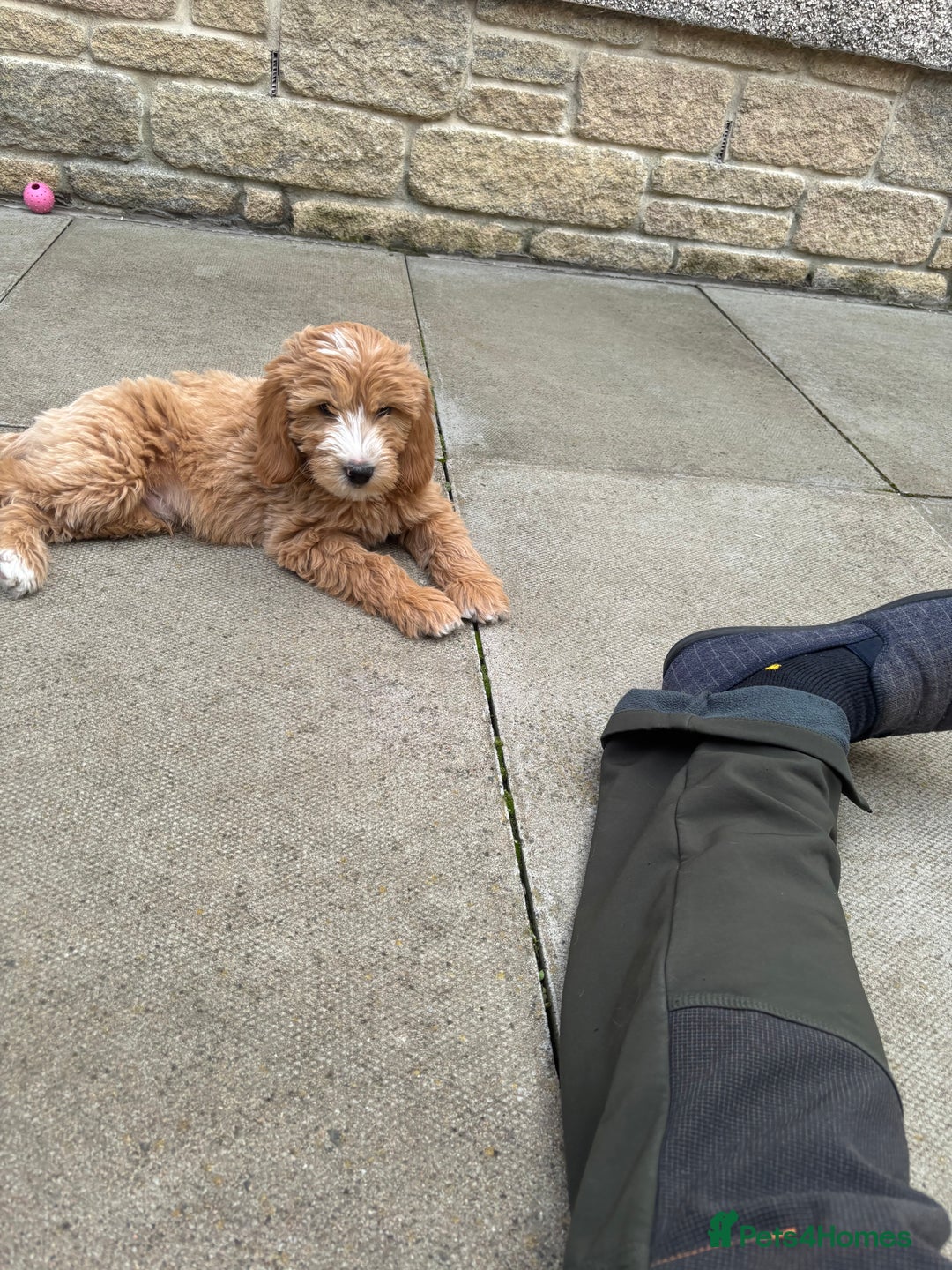 Mini Goldendoodle dogs for sale: F1 miniature golden doodle puppies  - Image 14