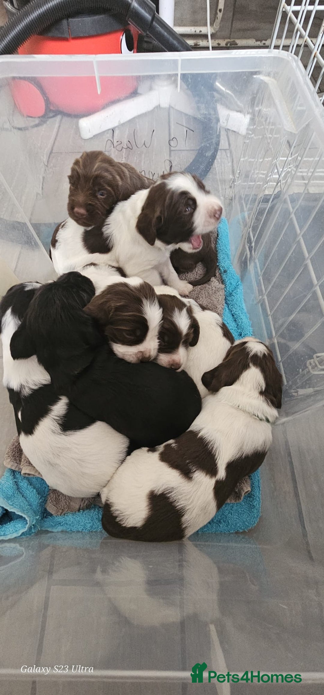 Sprocker dogs for sale: Adorable Sprocker Puppies  - Image 17
