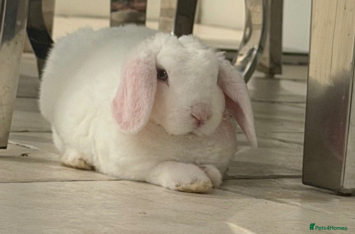 Mini Lop rabbits Mini lops - French lop - Mini plush lop available  - Advert 17