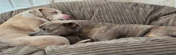 Mixed Breed dogs for sale: Staffy x American bulldog  - Advert 5
