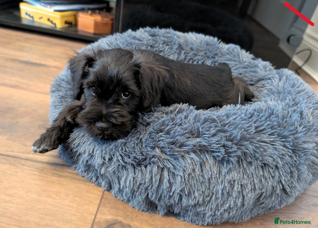 Miniature Schnauzer dogs for sale: Quality Mini Schnauzers - Image 3