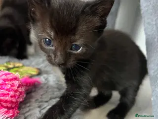 Khao Manee cats Khao Manee x DSH - Advert 1