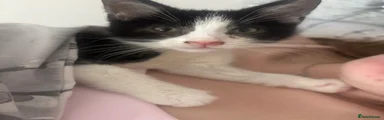 Milo