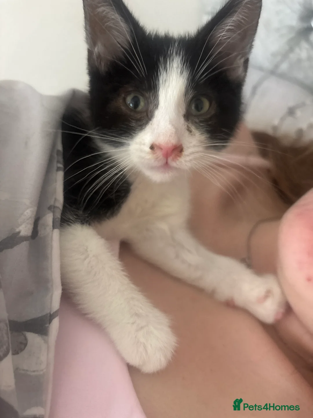 Mixed Breed cats for sale: 10 week old kitten  in Cardiff - Advert 2